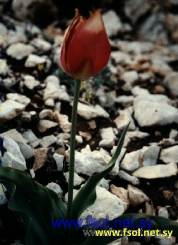 Tulipa agenensis D.C.
