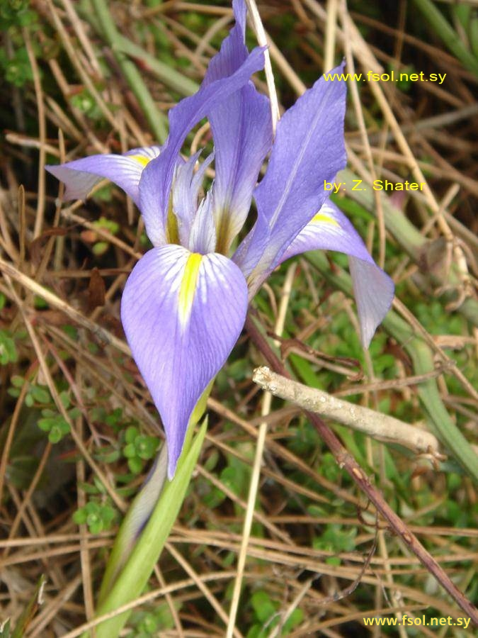 Iris unguicularis Poiret.
