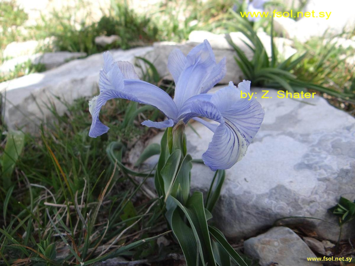 Iris nusairiensis Mout.