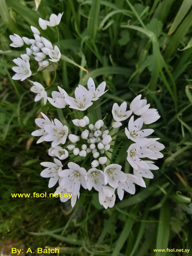 Allium neapolitanum Cyr.