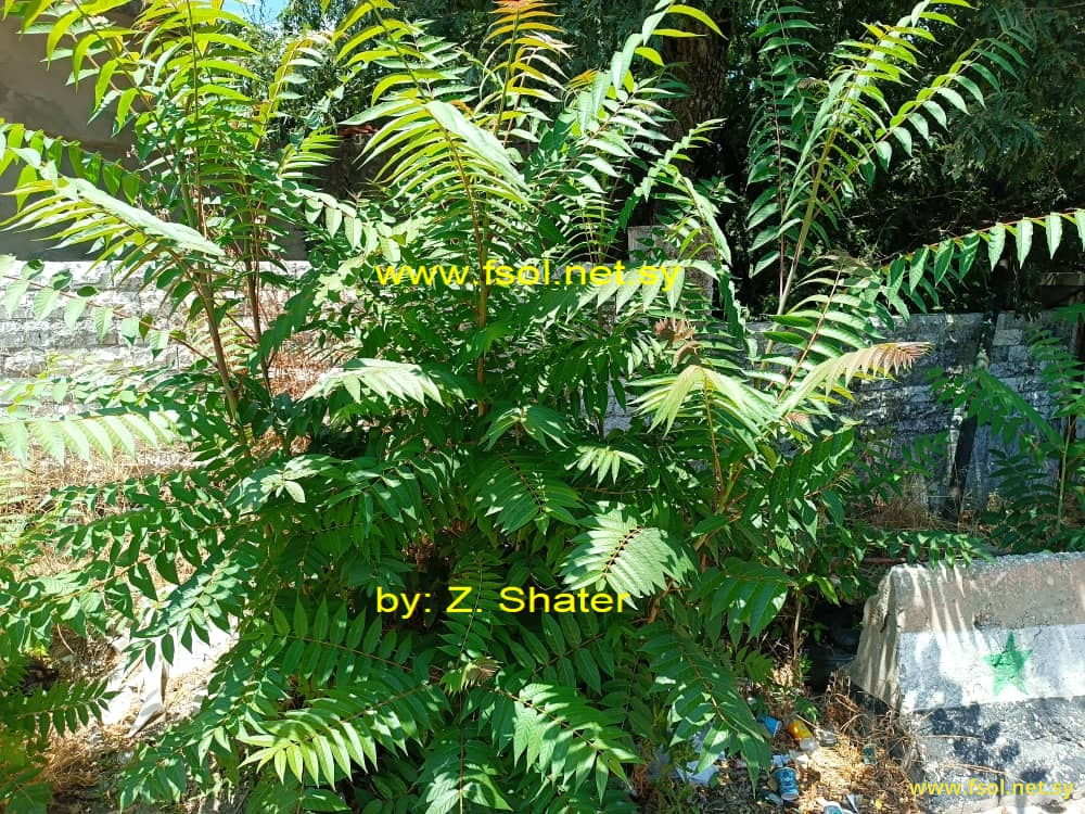 Ailanthus altissima (Mill.) Swingle