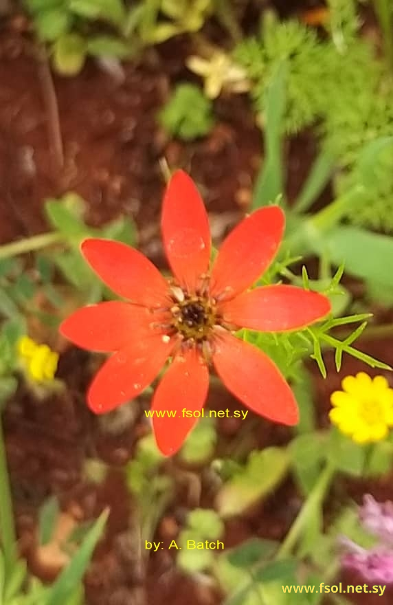 Adonis flammea Jacqu .