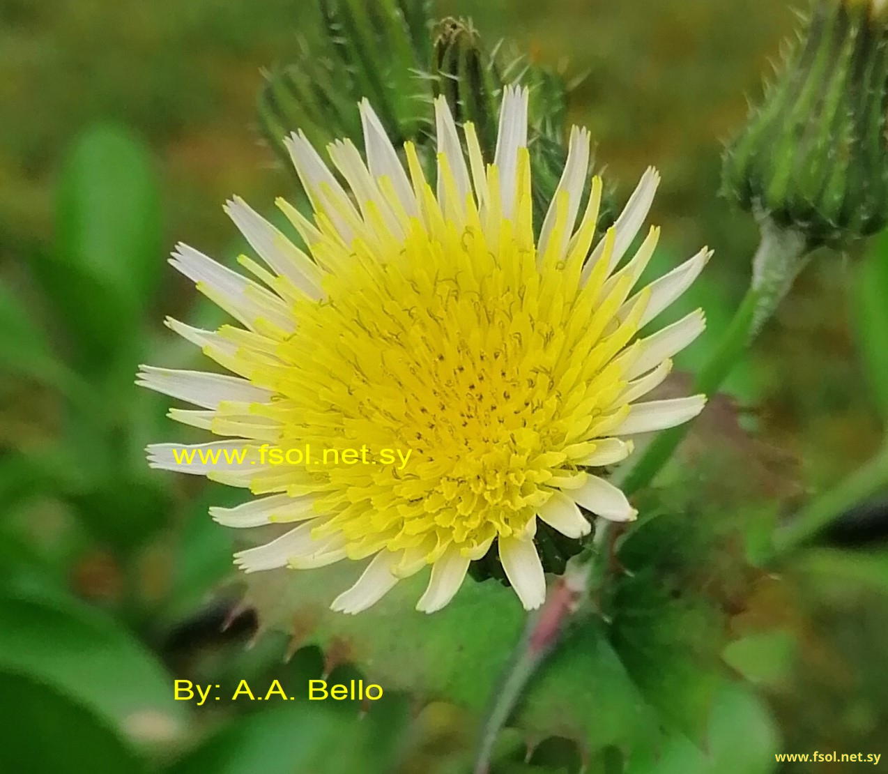 Sonchus oleraceus L.