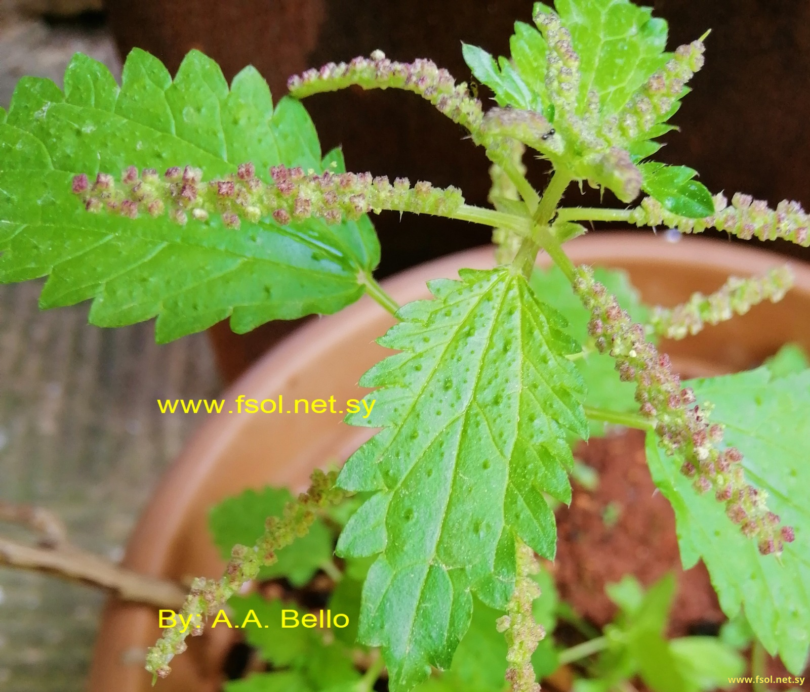 Urtica membranacea Poir. ex Savigny