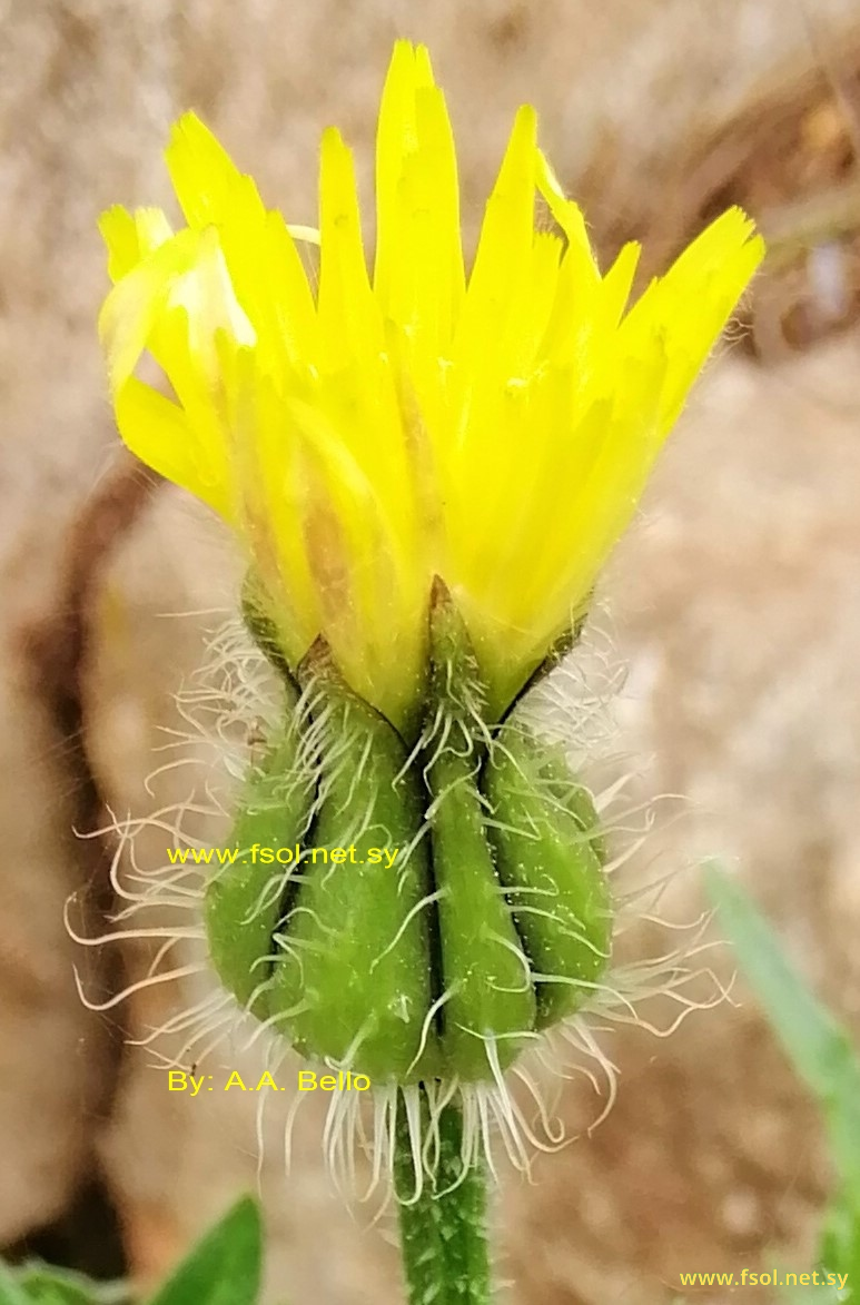 Urospermum picroides (L.) Scop. ex F.W.Schmidt