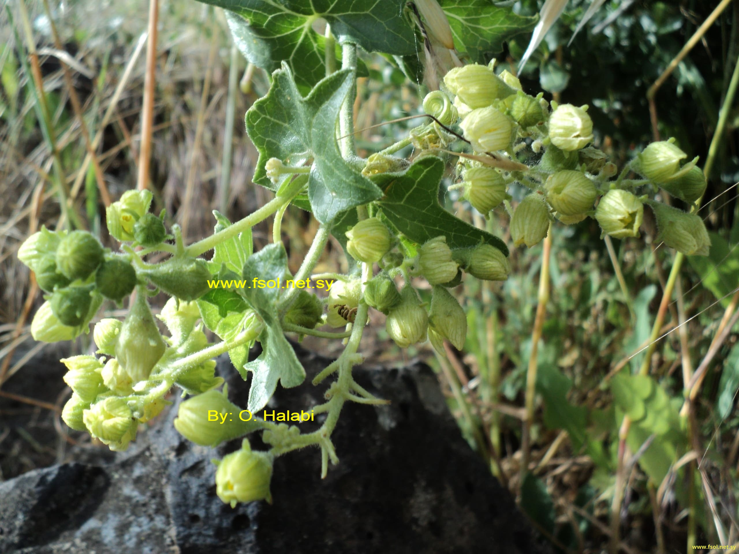 Bryonia lasiocarpa Mout.