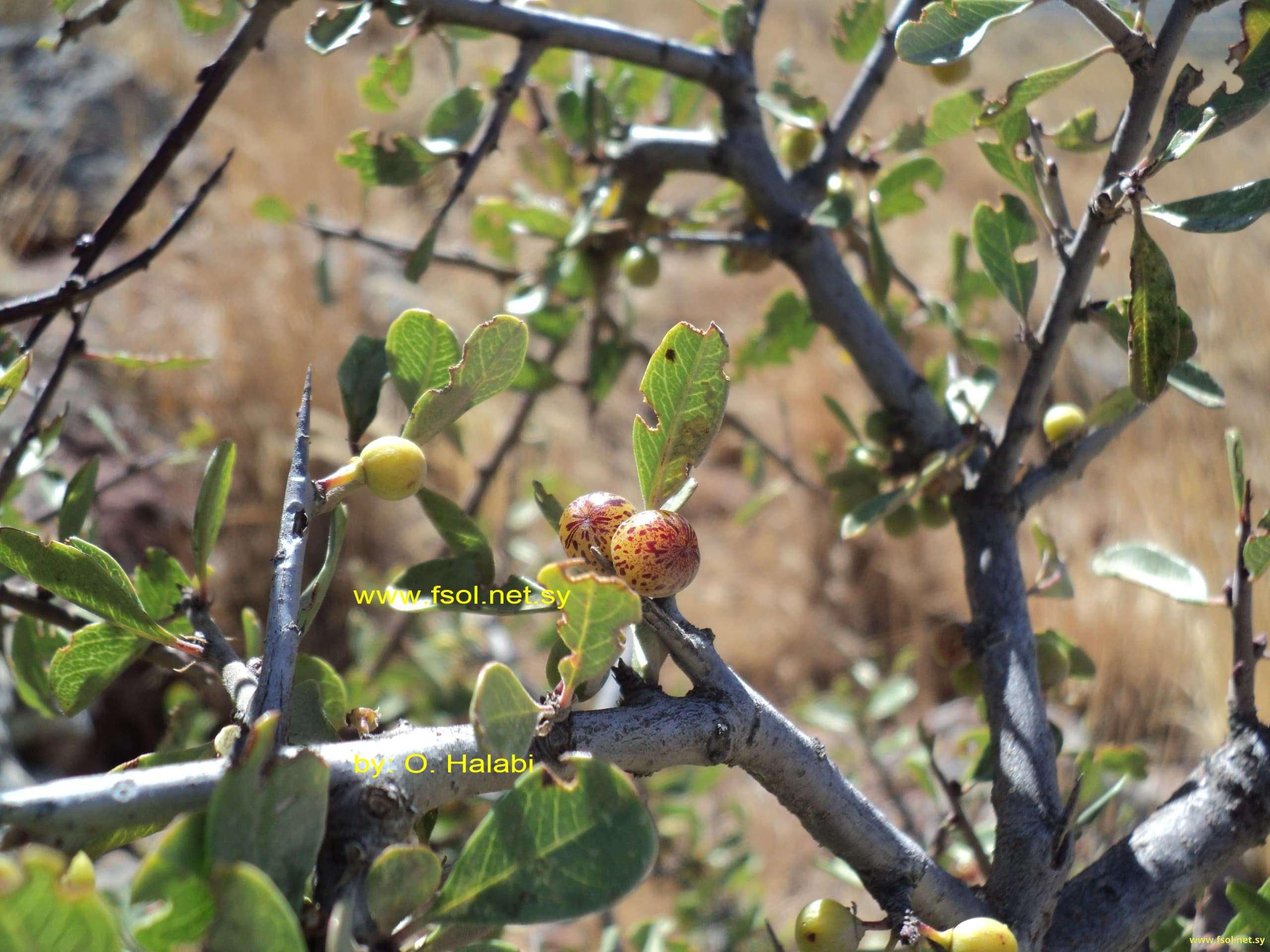 Rhamnus palaestina Boiss.