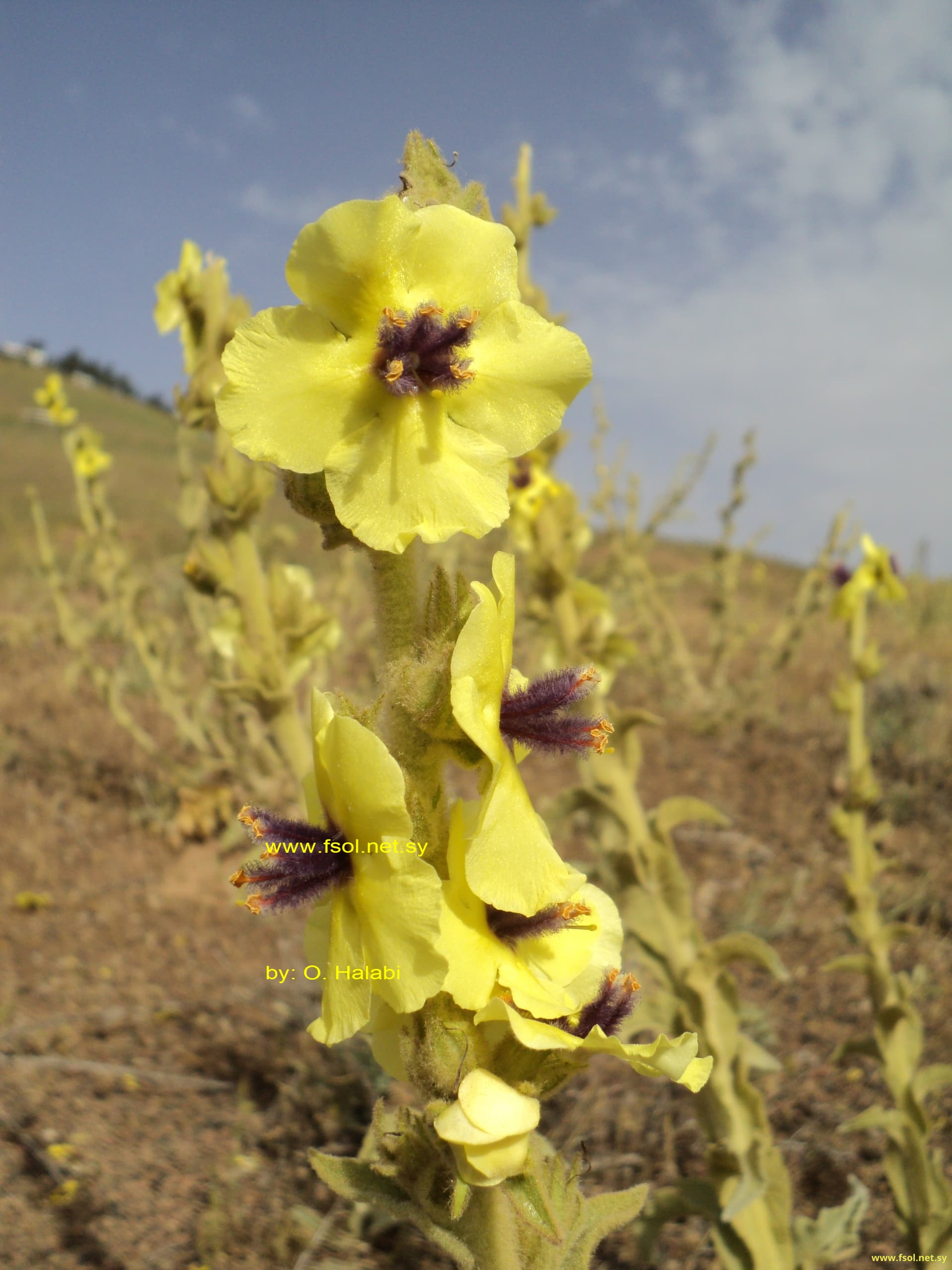 Verbascum ptychophyllum Boiss.