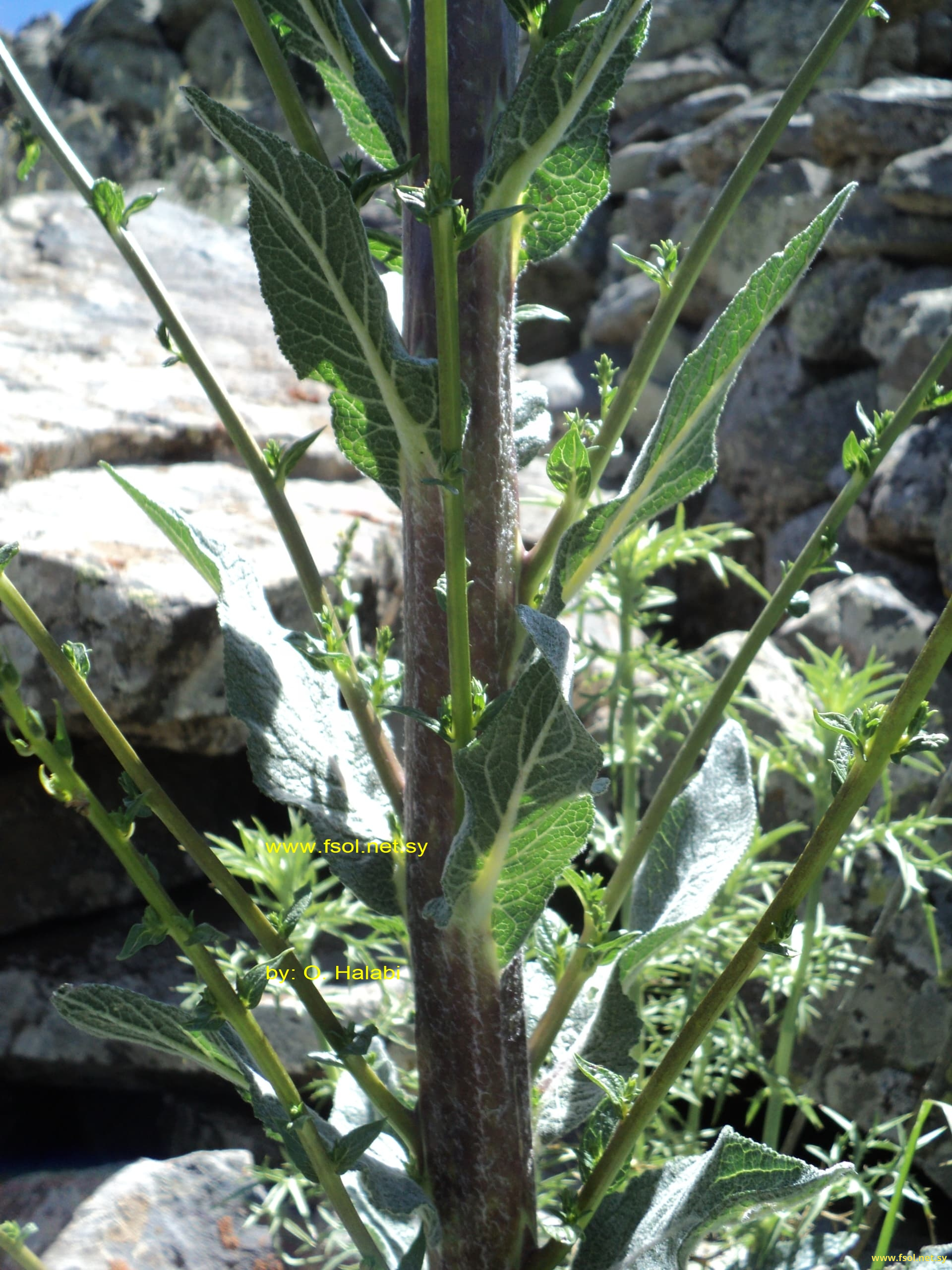 Verbascum qulebicum Post emend. Mout.