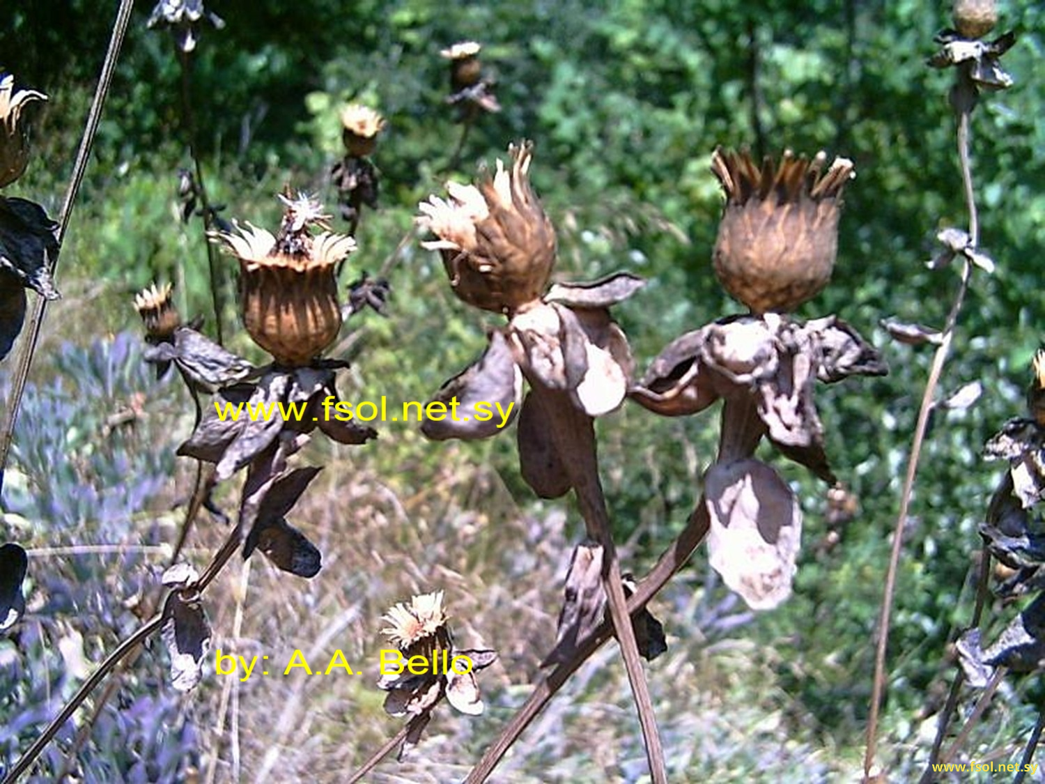 Centaurea ptosimopappa Hayek.