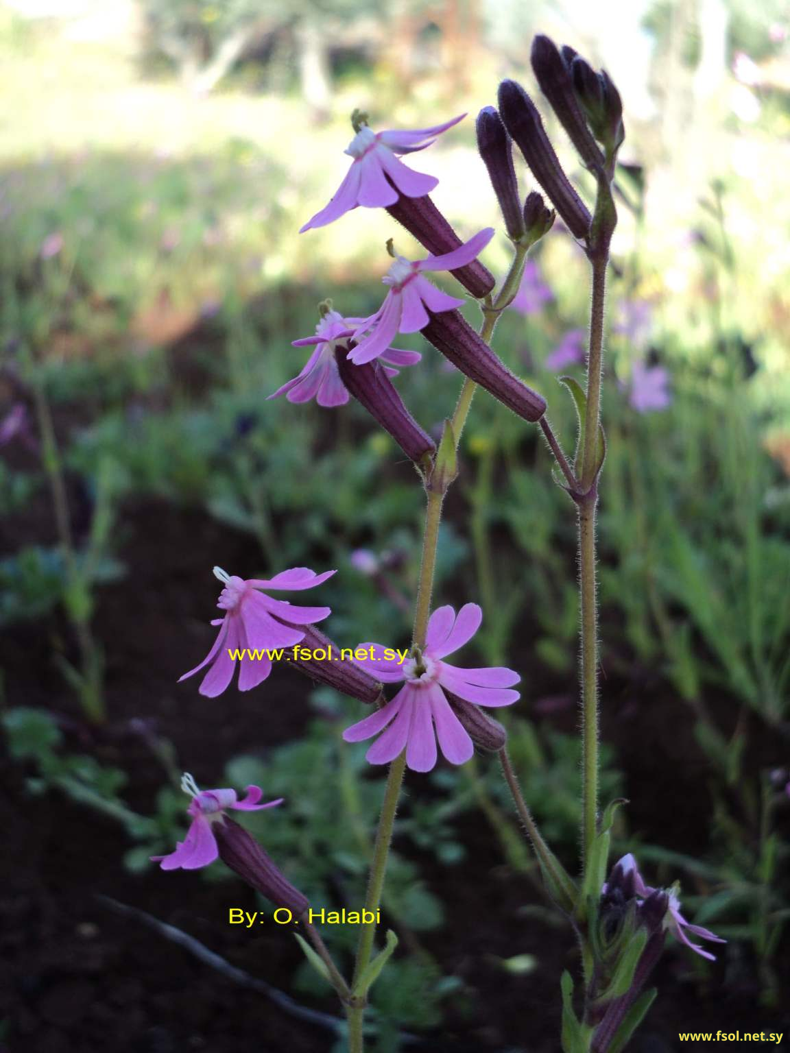 Silene damascena Boiss.