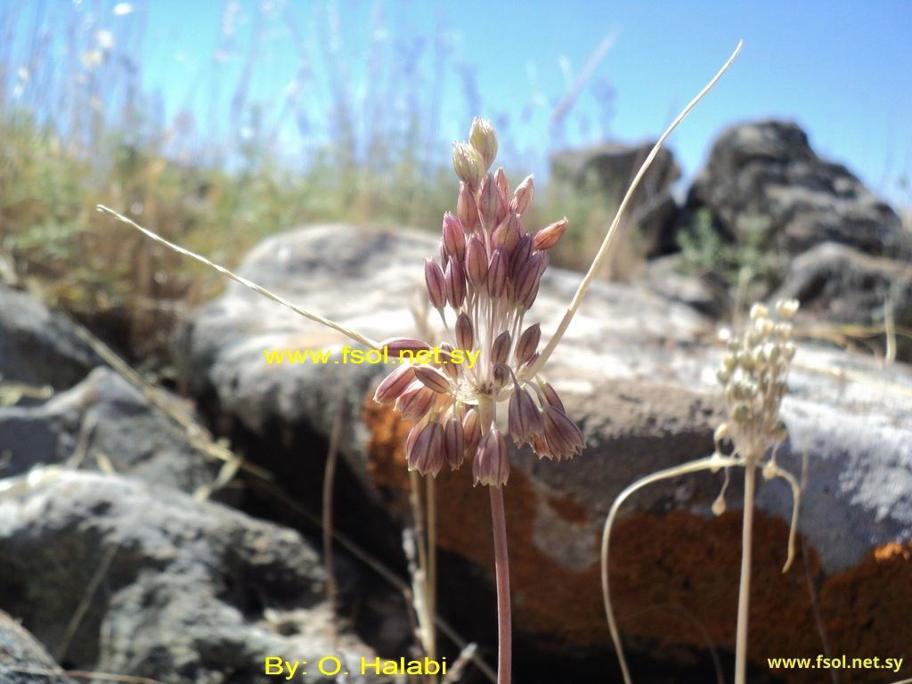 Allium laceratum Boiss.