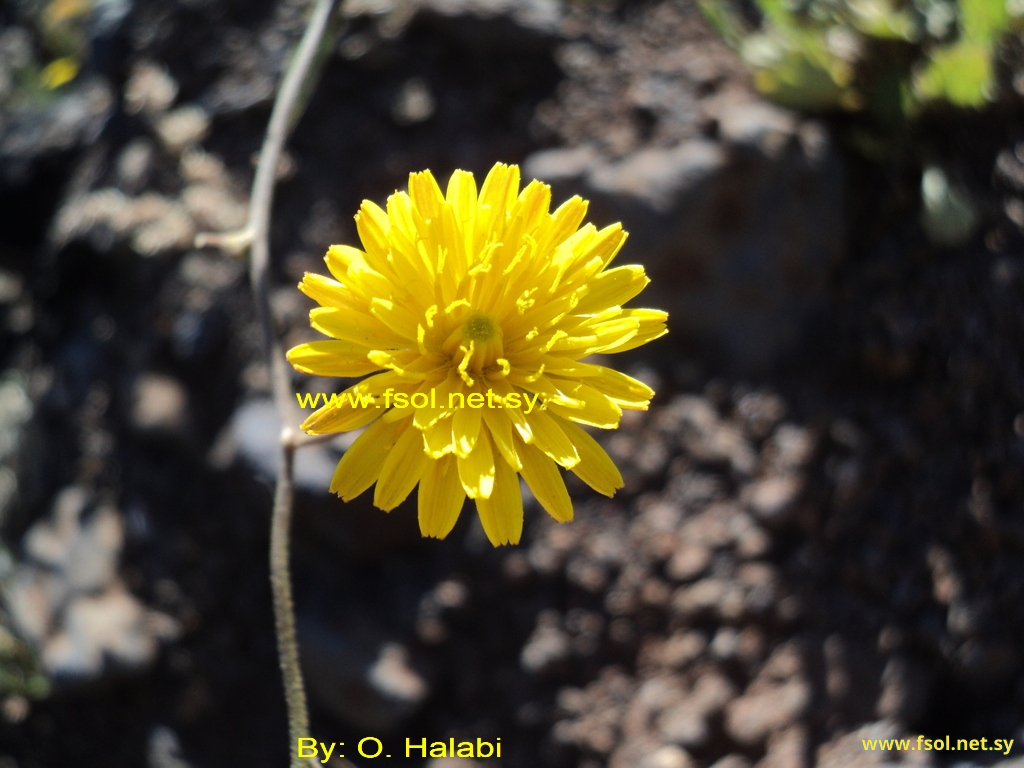 Crepis pterothecoides Boiss.