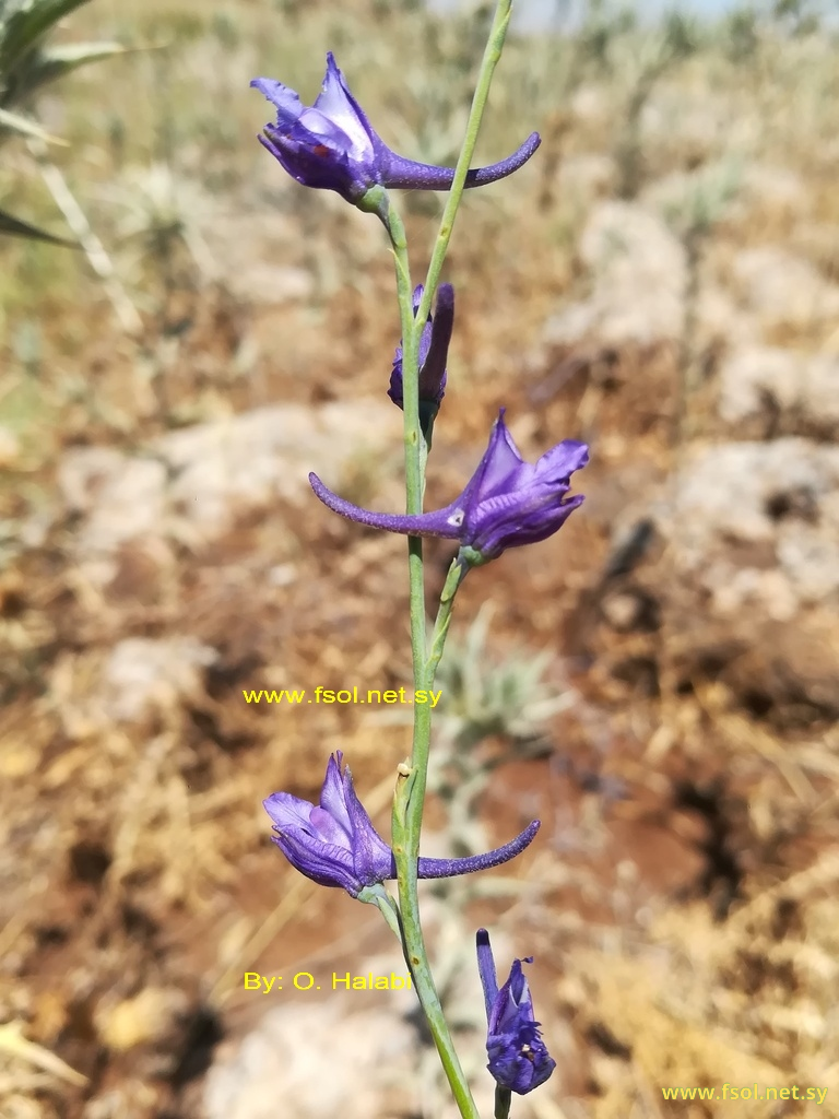 Delphinium peregrinum L.
