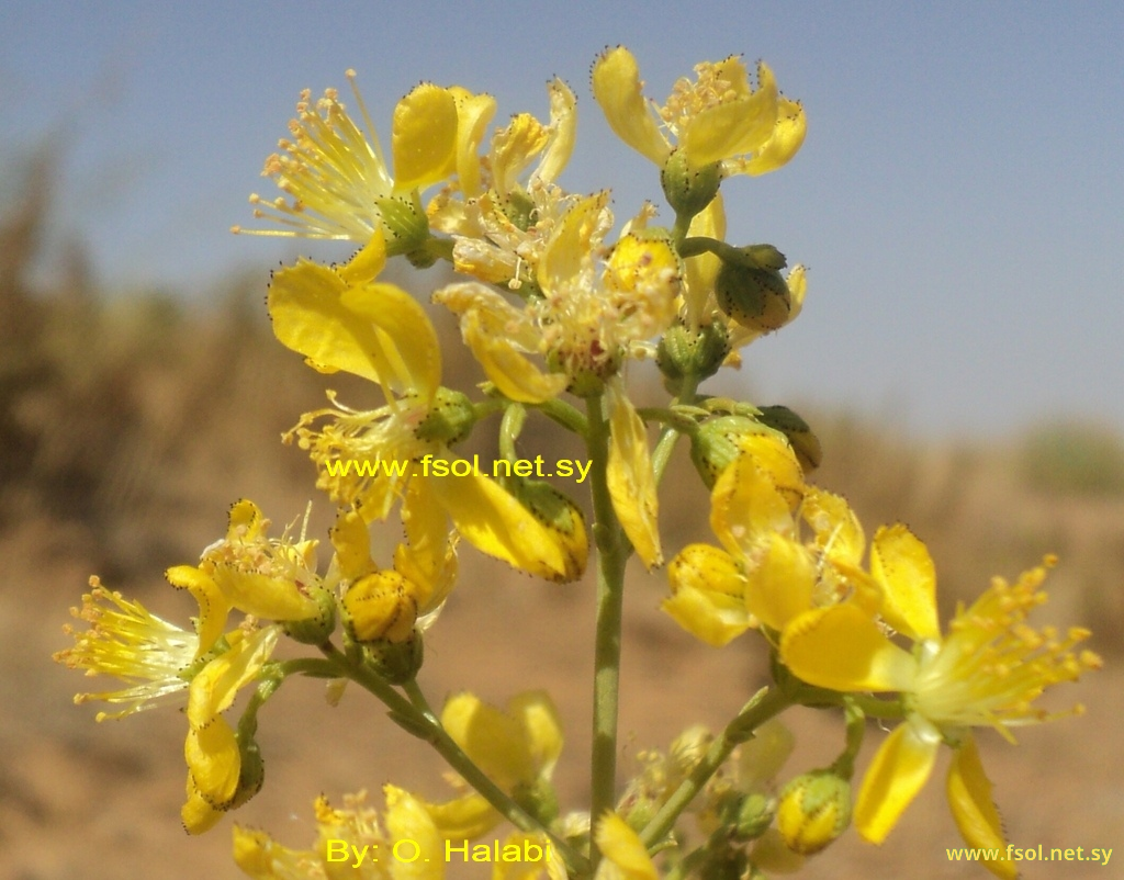 Hypericum libanoticum N. Robson