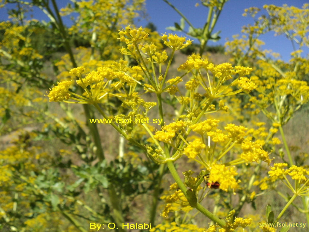 Smyrniopsis syriaca Boiss.