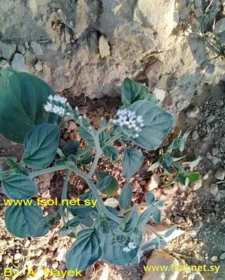 Heliotropium rotundifolium Sieb. ex Lehm.