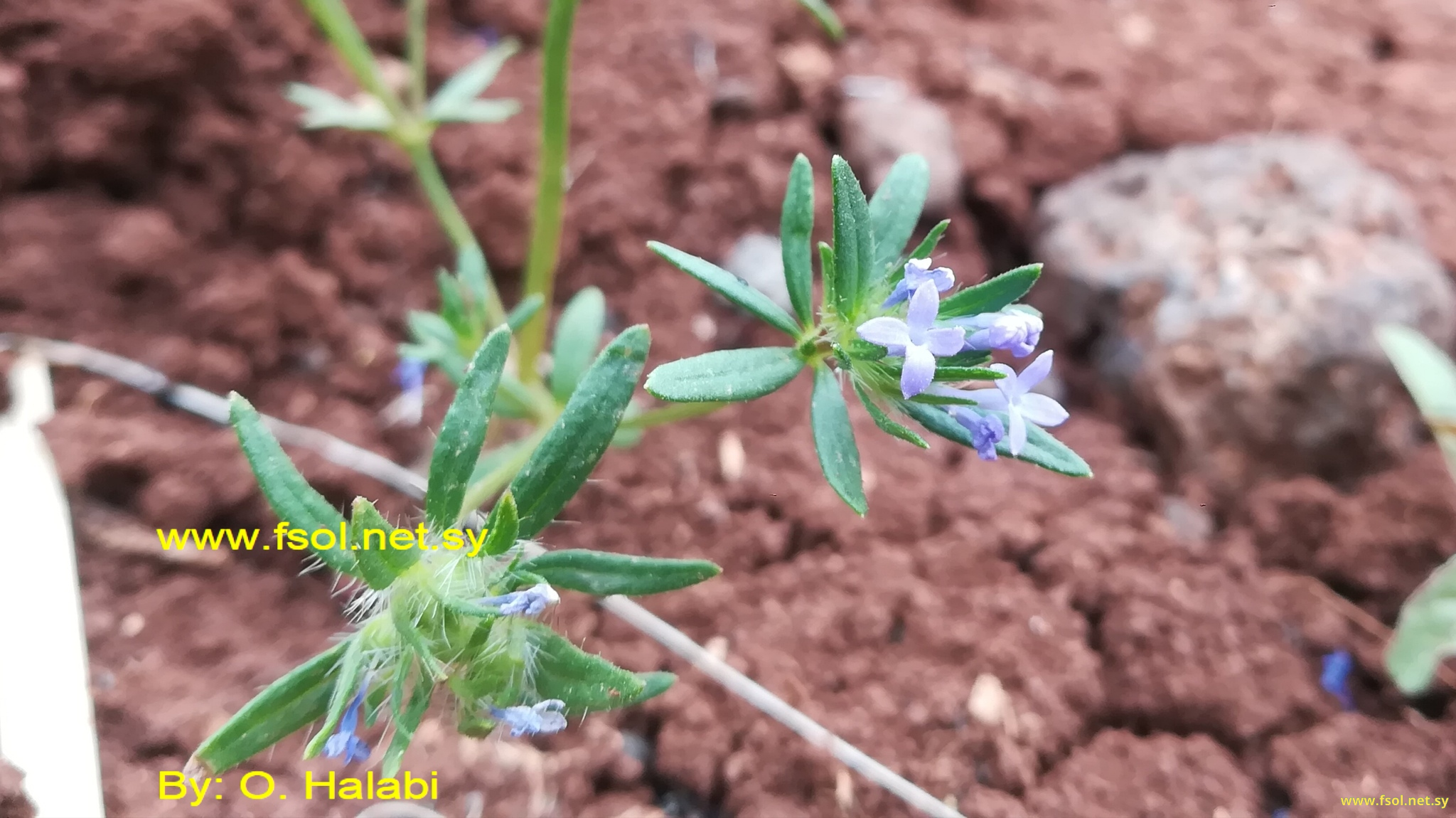 Asperula arvensis L