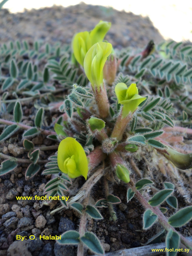 Astragalus deserti-syriaci Eig.