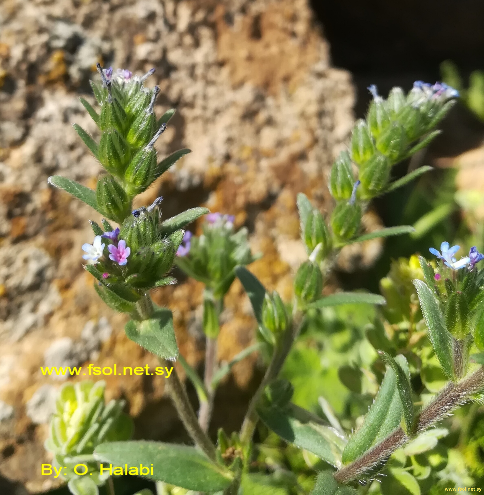 Buglossoides tenuiflora (L.f.) I.M.Johnst.