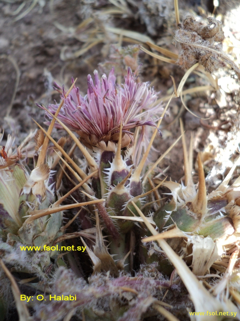 Centaurea trachonitica Post.