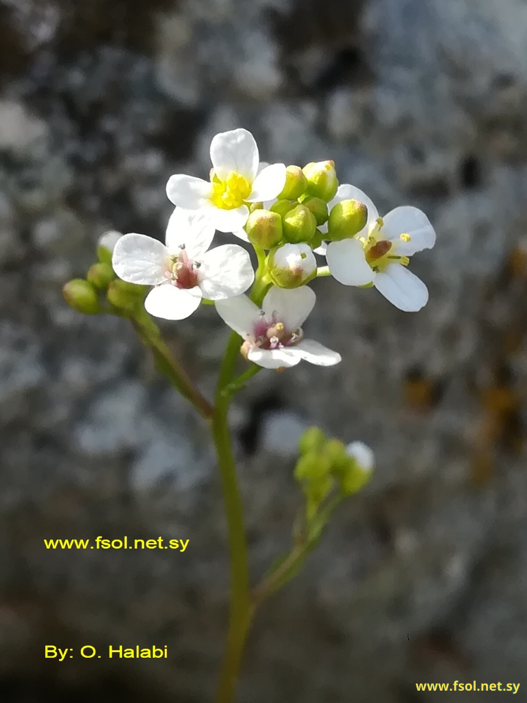 Crambe hispanica L.