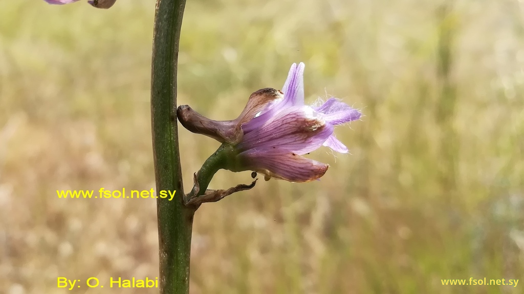 Delphinium ithaburansis Boiss.