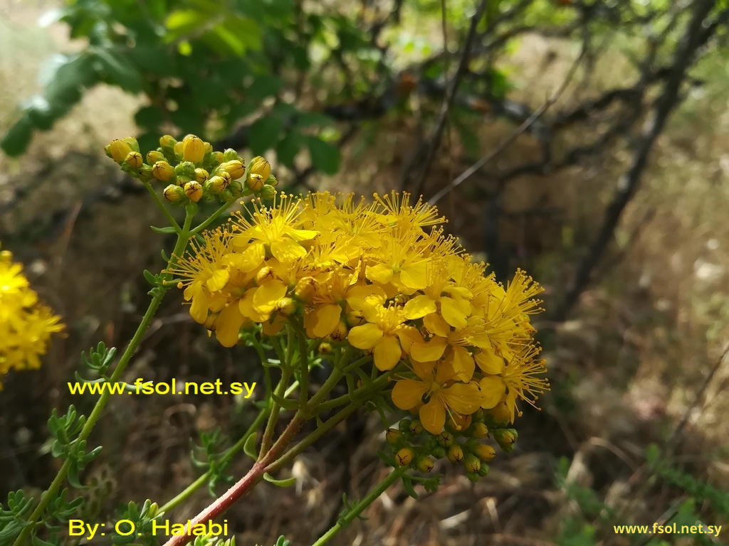 Hypericum scabrum L.