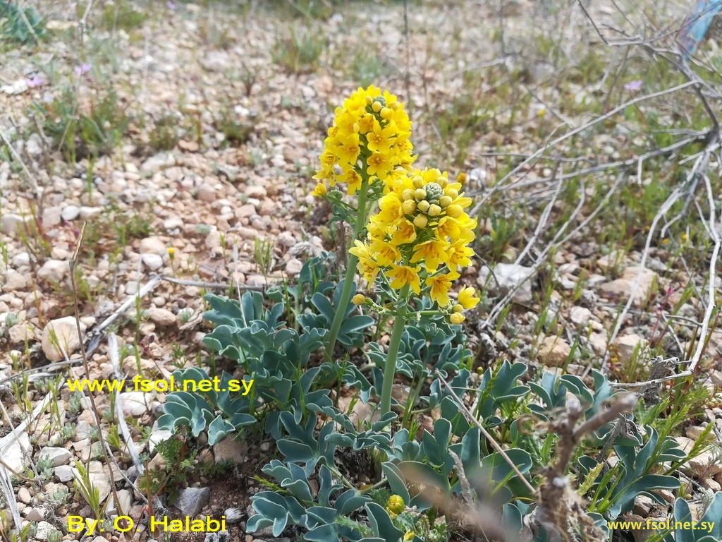 Leontice leontopetalum L.