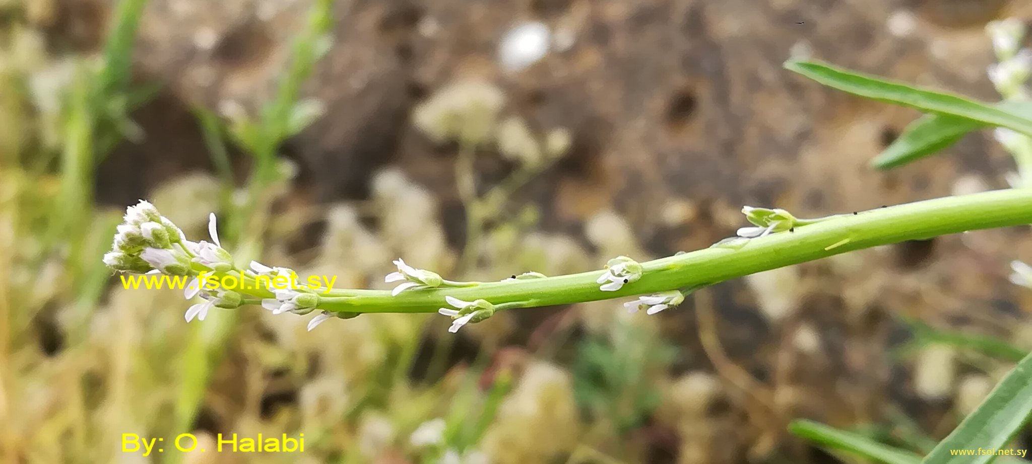 Lepidium sativum L.