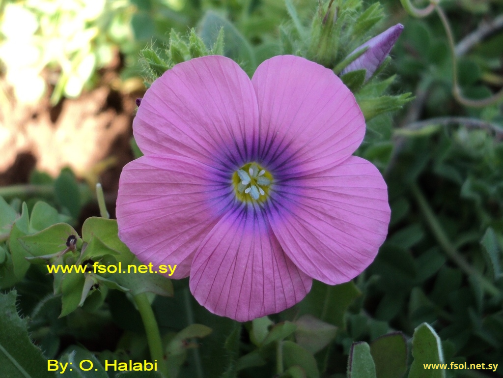 Linum pubescens Banks et Sol in Russ.