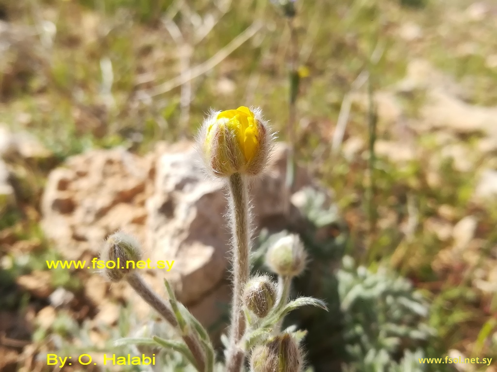 Ranunculus millefolius Banks ei Sol.