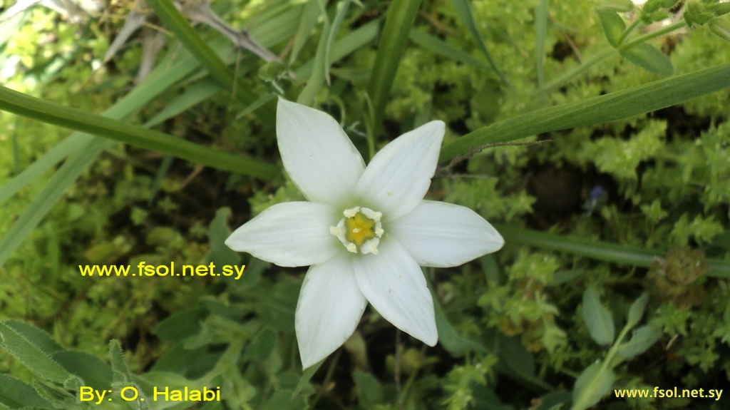 Ornithogalum umbellatum L.