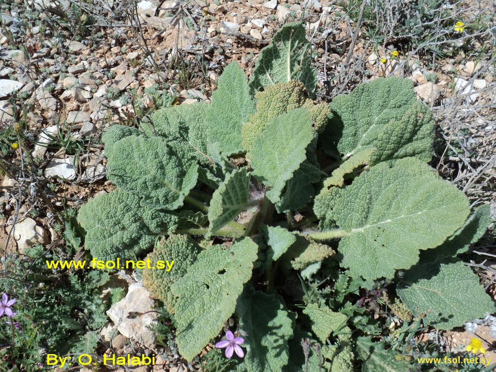 Salvia spinosa L.