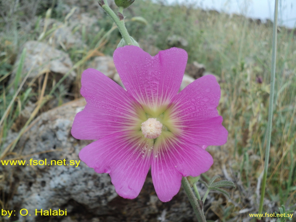 Alcea dissecta (Baker) Zoh.