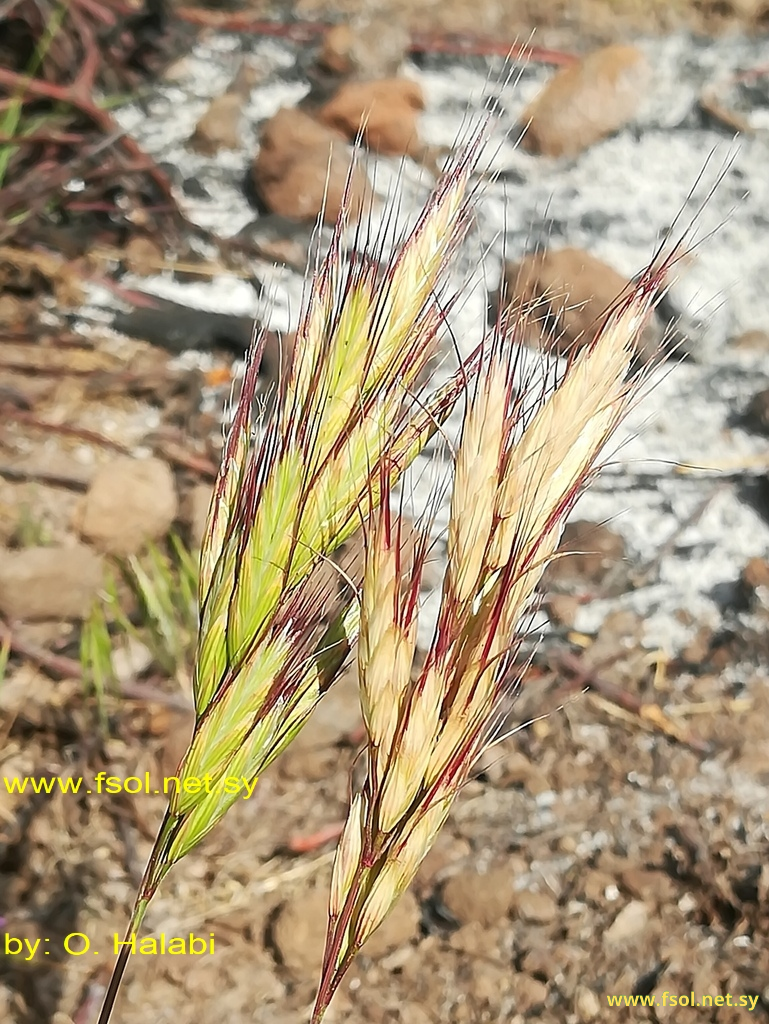 Bromus danthoniae Trin.