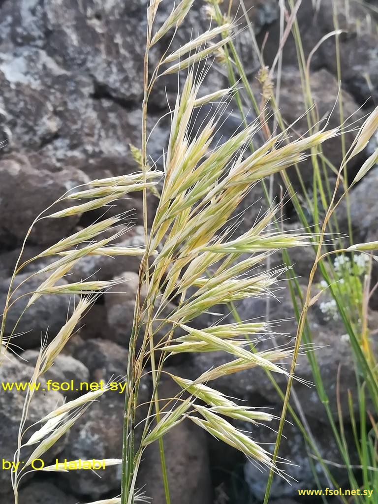 Bromus tomentellus Boiss.