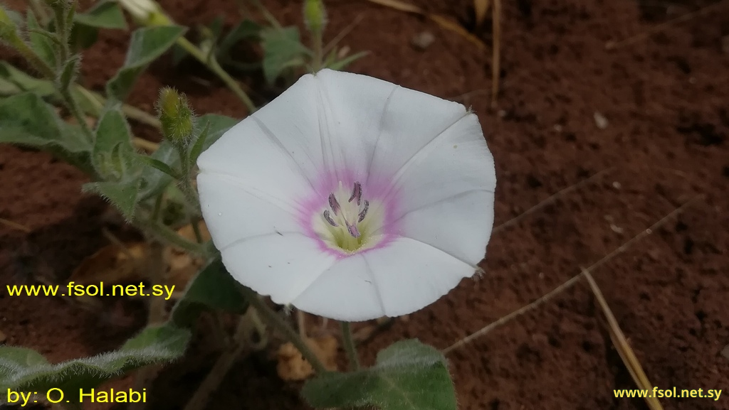 Convolvulus  betonicifolius Mill.