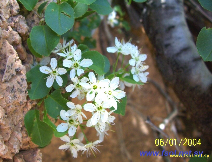 Prunus mahaleb L.