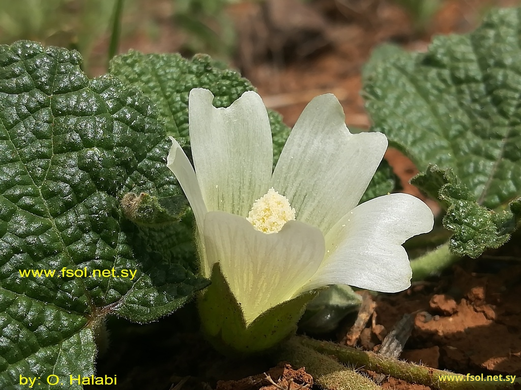 Alcea acaulis (Cavan.) Alef.