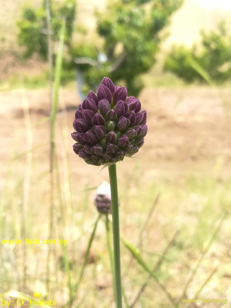 Allium rotundum L.