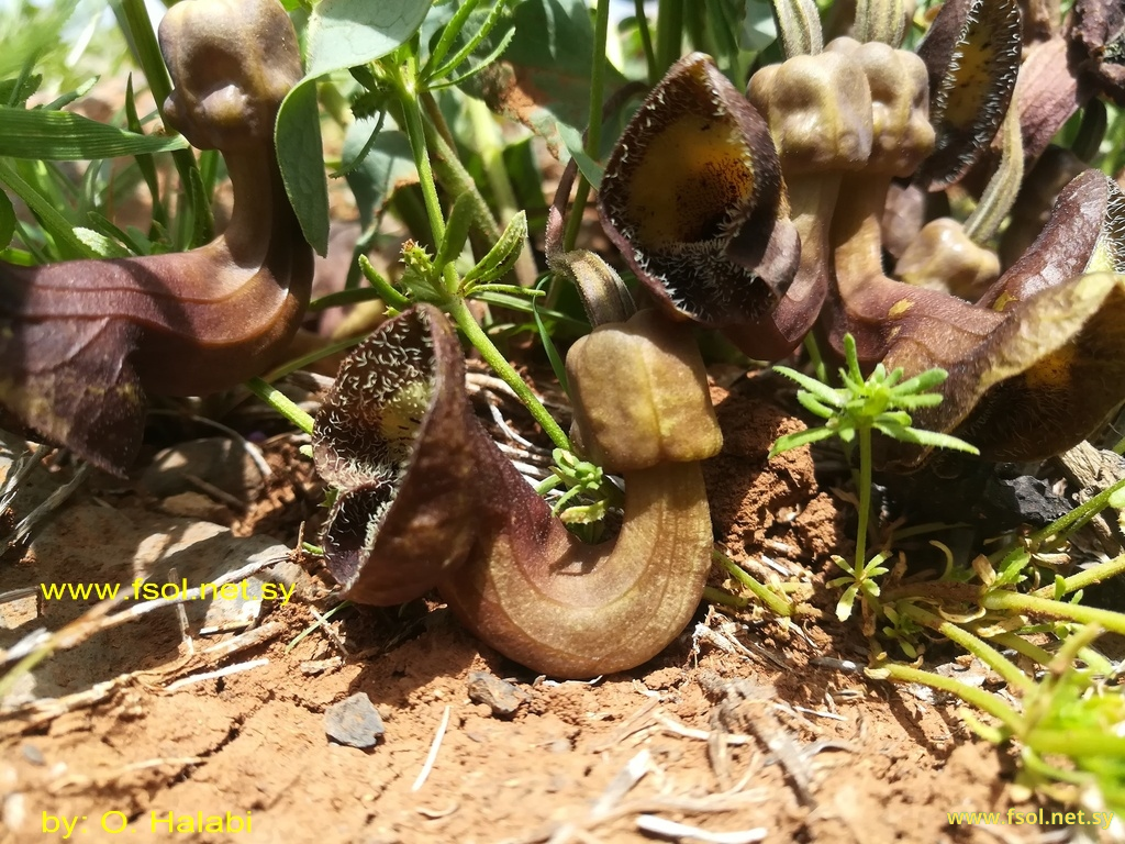 Aristolochia bottae Jaub. et Spach.