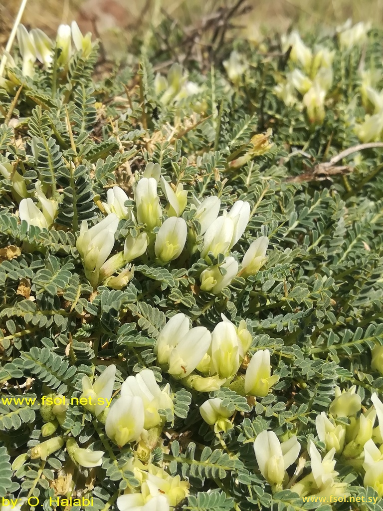 Astragalus angustifolius Lam.