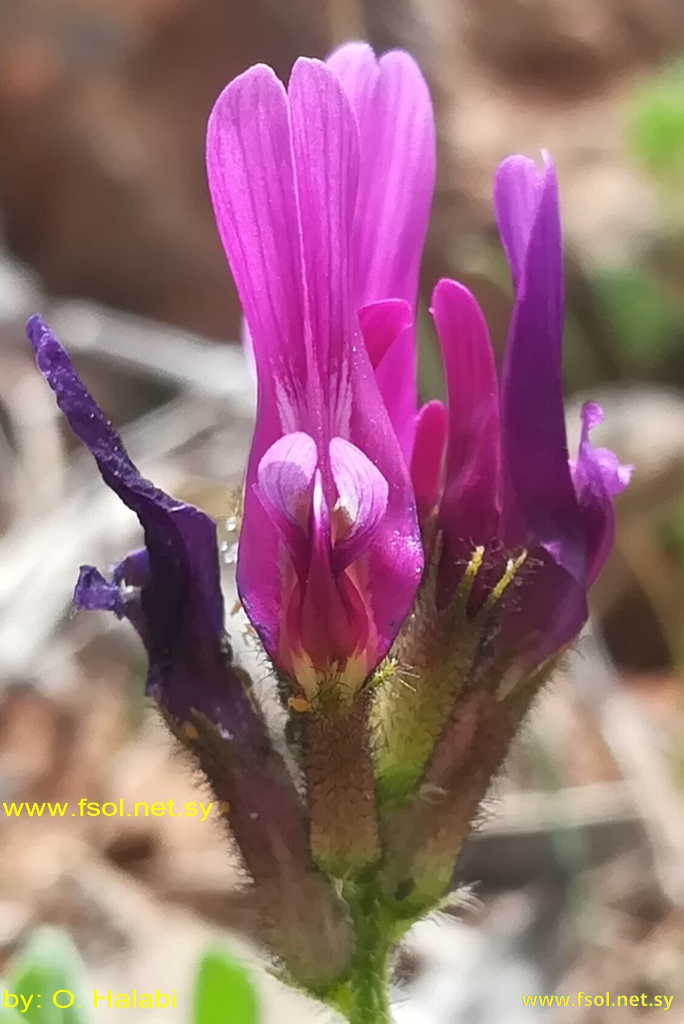 Astragalus callichrous Boiss.