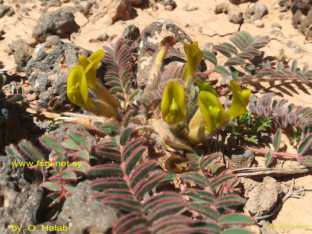 Astragalus platyraphis Fisch.