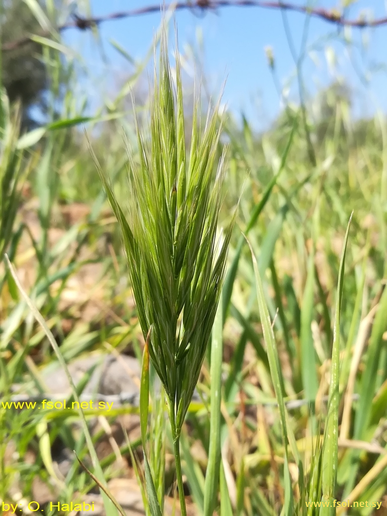 Bromus scoparius L.