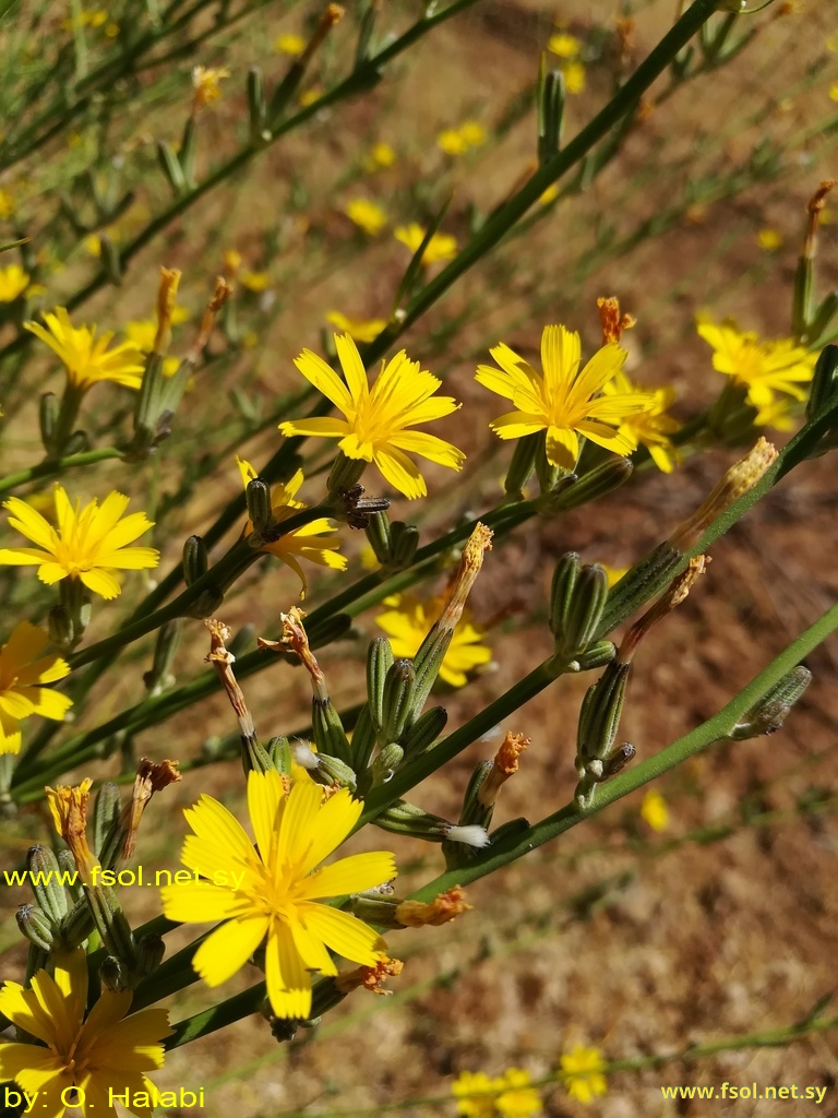 Chondrilla juncea L.