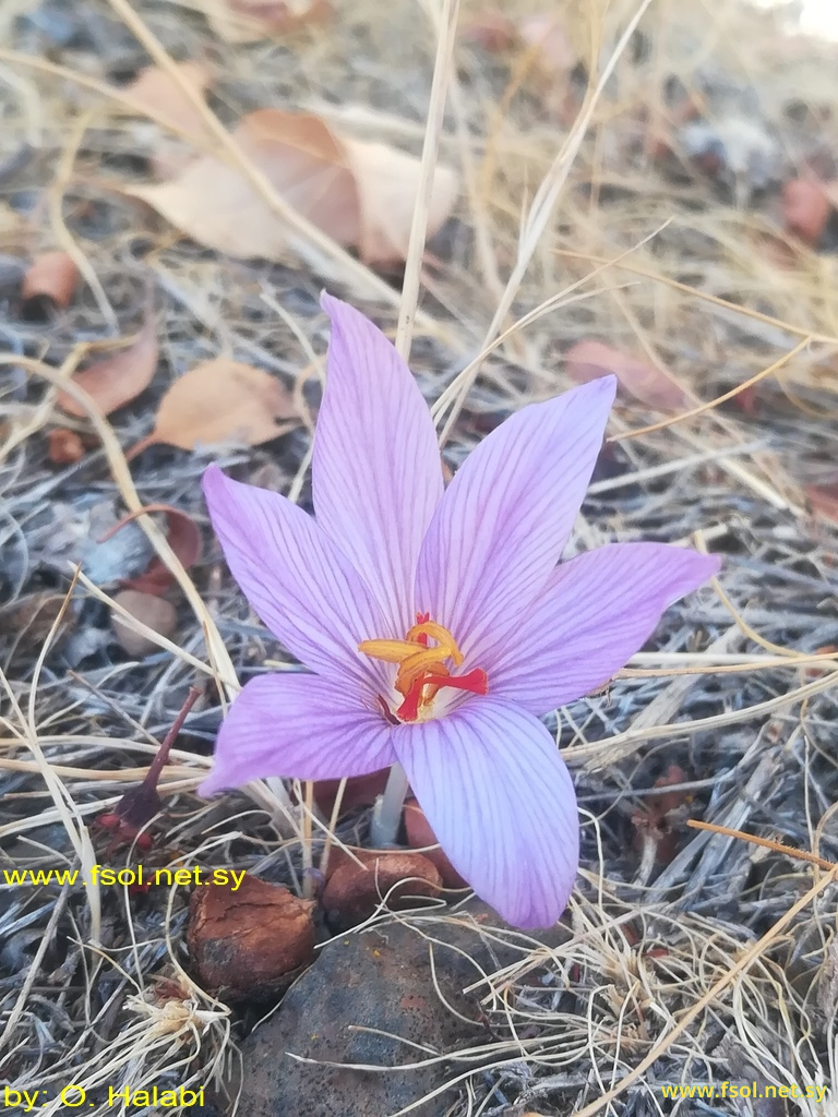 Crocus macrobolbos Jovet. et Gombault.