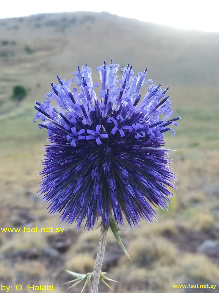 Echinops adenocaulos Boiss.