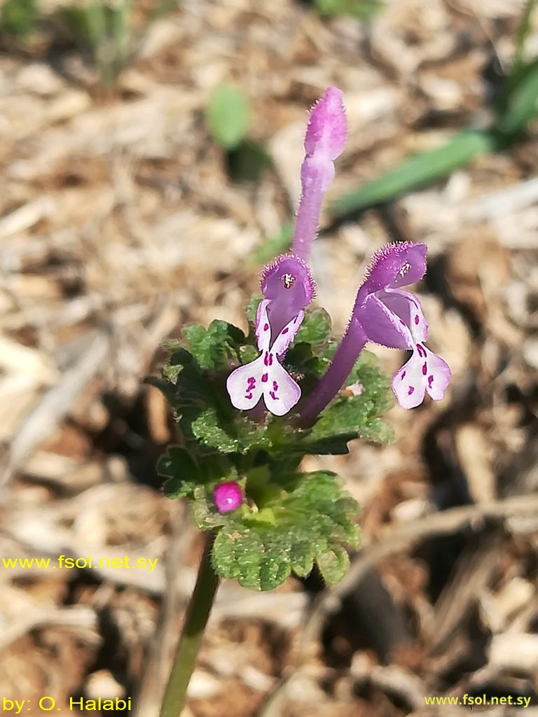 Lamium adoxifolium Handel. - Mazz.